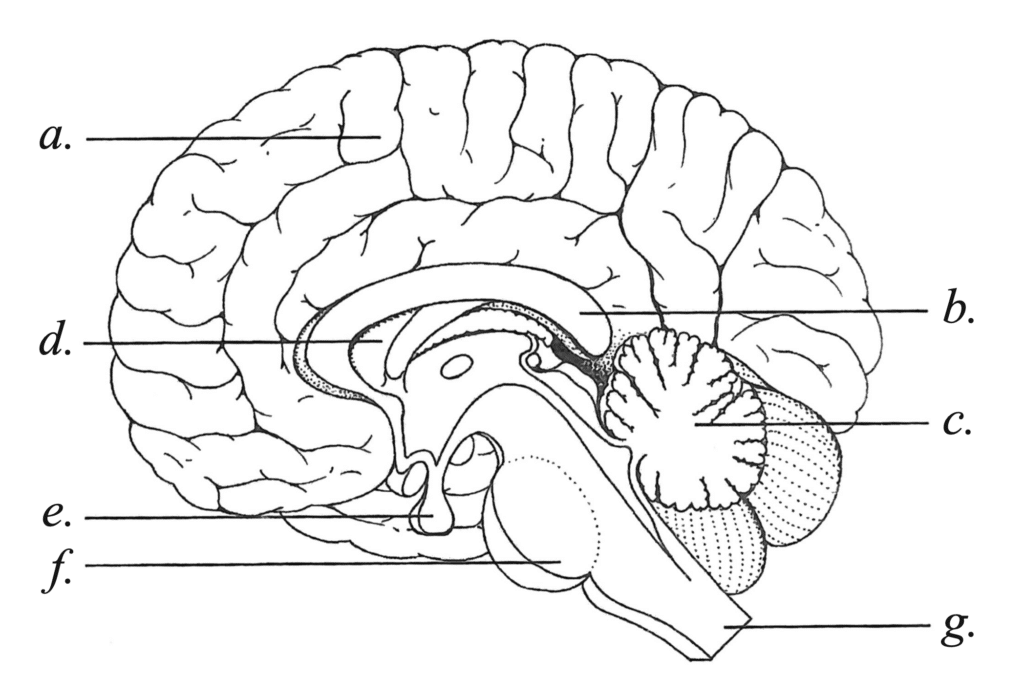 Cerebrella  Best Ai Diagram Generator Free